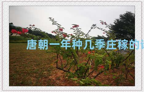 唐朝一年种几季庄稼的诗